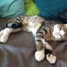 tigger_3_JPG-1357551642