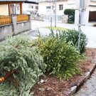 normal_07012013fmt_christbaumabholung_ta_002.JPG
