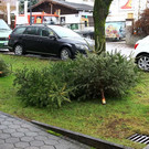 normal_07012013fmt_christbaumabholung_ta_003.JPG