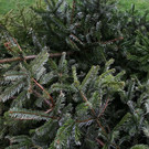 normal_07012013fmt_christbaumabholung_ta_004.JPG