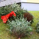 normal_07012013fmt_christbaumabholung_ta_005.JPG