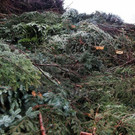 normal_07012013fmt_christbaumabholung_ta_011.JPG
