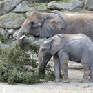 Schönbrunner Christbaum als Festmahl für Elefanten in Schönbrunn: Tuluba und Co.