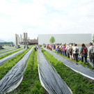 8Spargel_jpg-1357836278