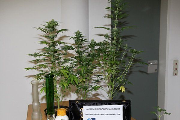11012013fmt_pk_drogen_polizei_mw_11012013fmt_pk_drogen_polizei_mw###-8.jpg