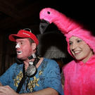 Muosmälknüllarfise und Musikantenball