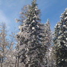 diedamskop 137_JPG-1358081852