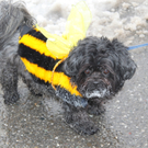 Hundefasching in Hohenems