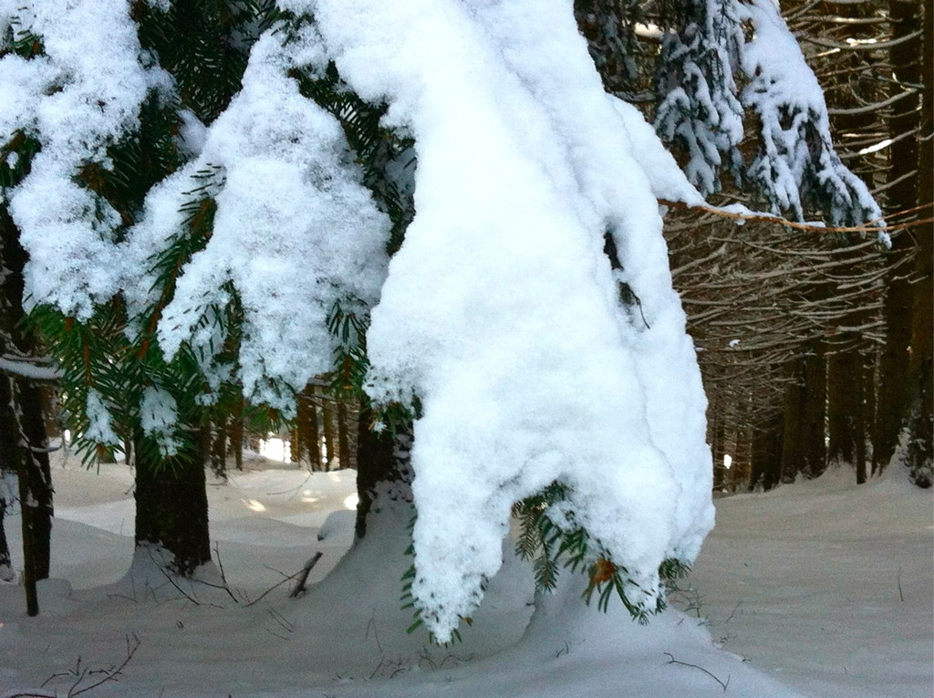 BK_Schneeschuhwandern_Laterns_Gapfohl 10_jpg-1358101138