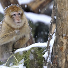 Schnee in Schönbrunn: Zootiere im Tiergarten genießen weiße Pracht