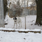 normal_15012013fmt_tierheim_mw-20.jpg