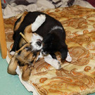 normal_15012013fmt_tierheim_mw-5.jpg