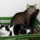 normal_15012013fmt_tierheim_mw-9.jpg