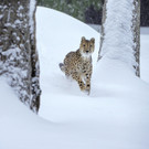 Jaguare und Geparden im Tiergarten Schönbrunn im Schnee