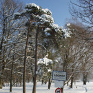 Winterstimmung Lochau 2013 _27__jpg-1358534684