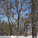 Winterstimmung Lochau 2013 _28__jpg-1358534692