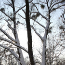 Stimmungsvolle Winterfotos vom Hörbranzer Bodenseeufer