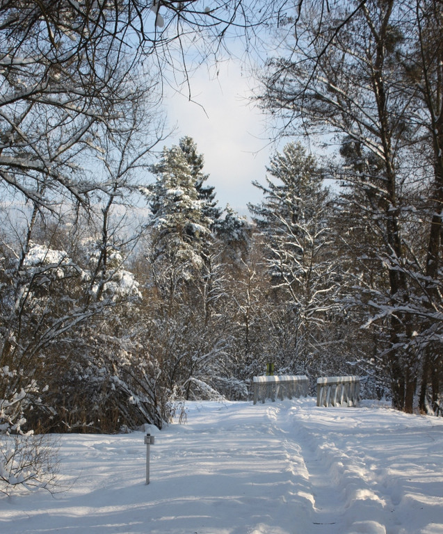 Winterstimmung See Hoerbranz 2013 _6__jpg-1358535414