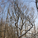 Winterstimmung See Hoerbranz 2013 _5__jpg-1358535408