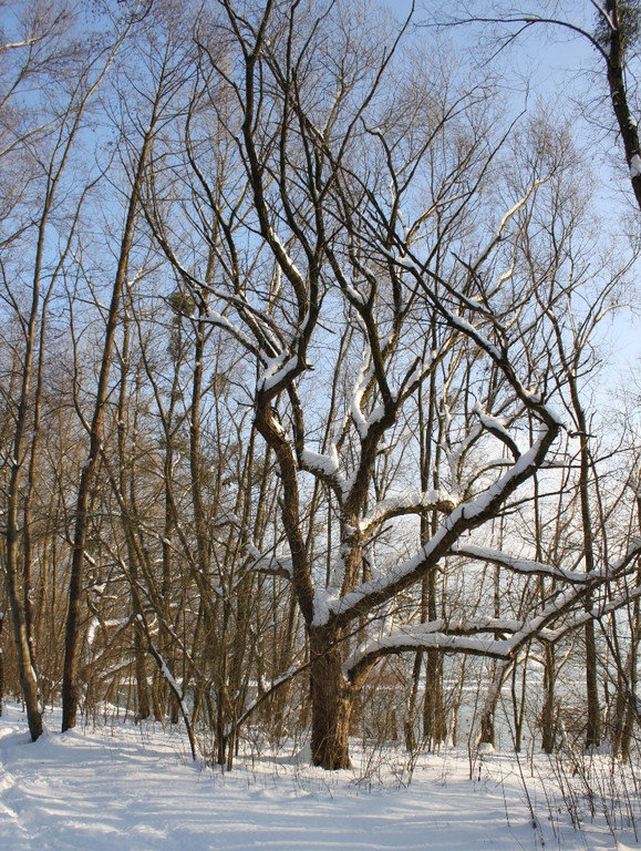Winterstimmung See Hoerbranz 2013 _5__jpg-1358535408