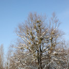 Winterstimmung See Hoerbranz 2013 _14__jpg-1358535471