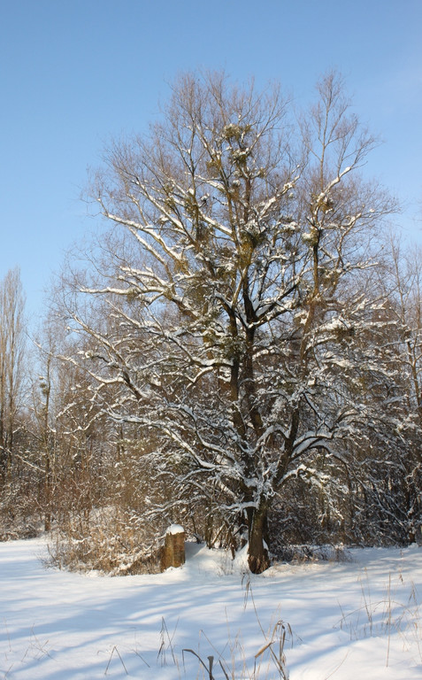 Winterstimmung See Hoerbranz 2013 _14__jpg-1358535471