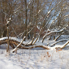 Winterstimmung See Hoerbranz 2013 _16__jpg-1358535487