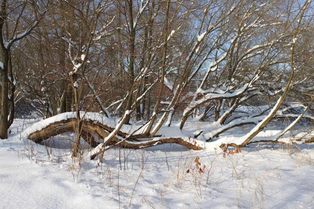 Winterstimmung See Hoerbranz 2013 _16__jpg-1358535487