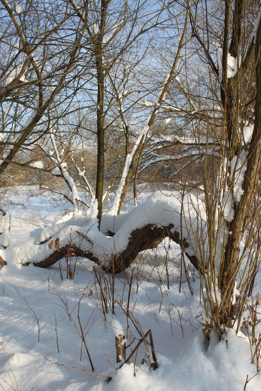 Winterstimmung See Hoerbranz 2013 _17__jpg-1358535494