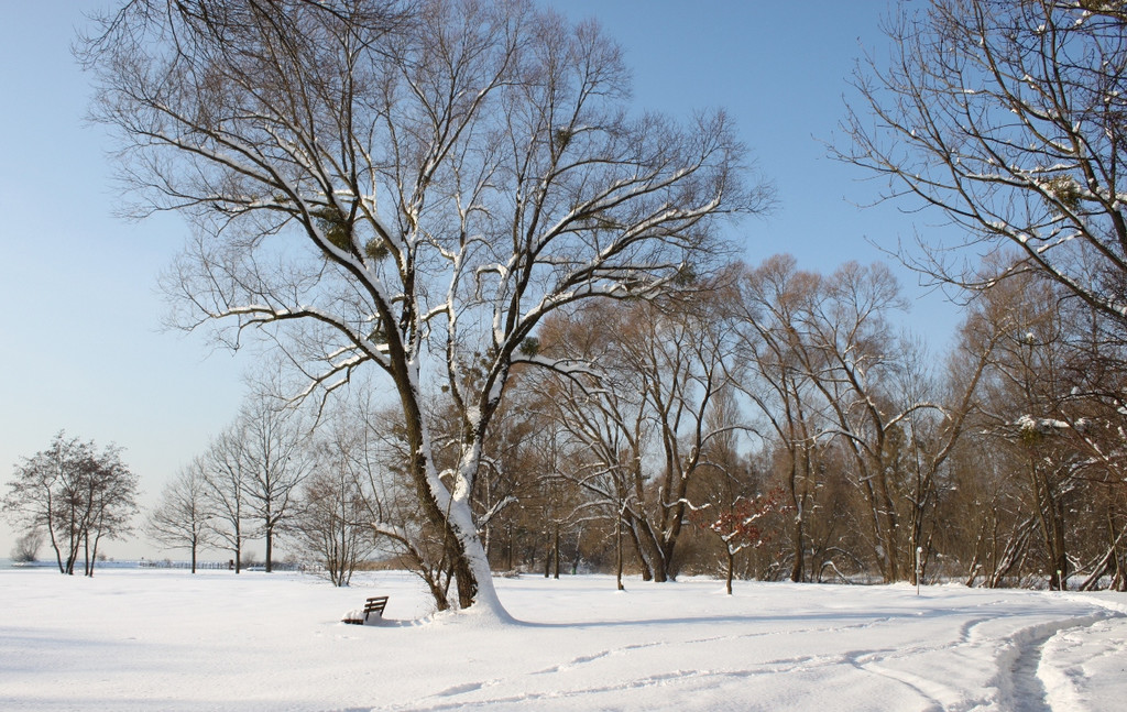 Winterstimmung See Hoerbranz 2013 _18__jpg-1358535501