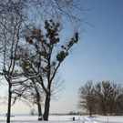 Winterstimmung See Hoerbranz 2013 _19__jpg-1358535507