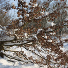 Winterstimmung See Hoerbranz 2013 _24__jpg-1358535540