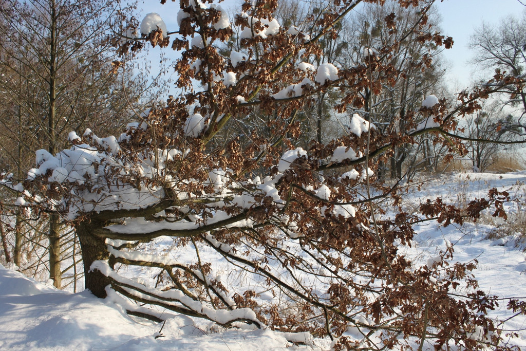 Winterstimmung See Hoerbranz 2013 _24__jpg-1358535540