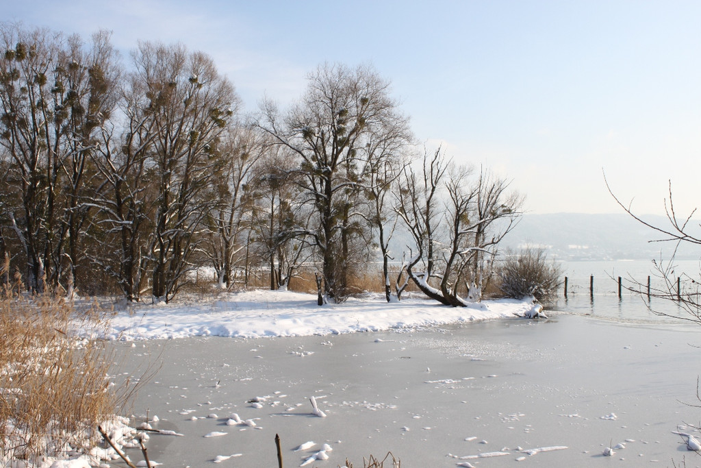 Winterstimmung See Hoerbranz 2013 _25__jpg-1358535546
