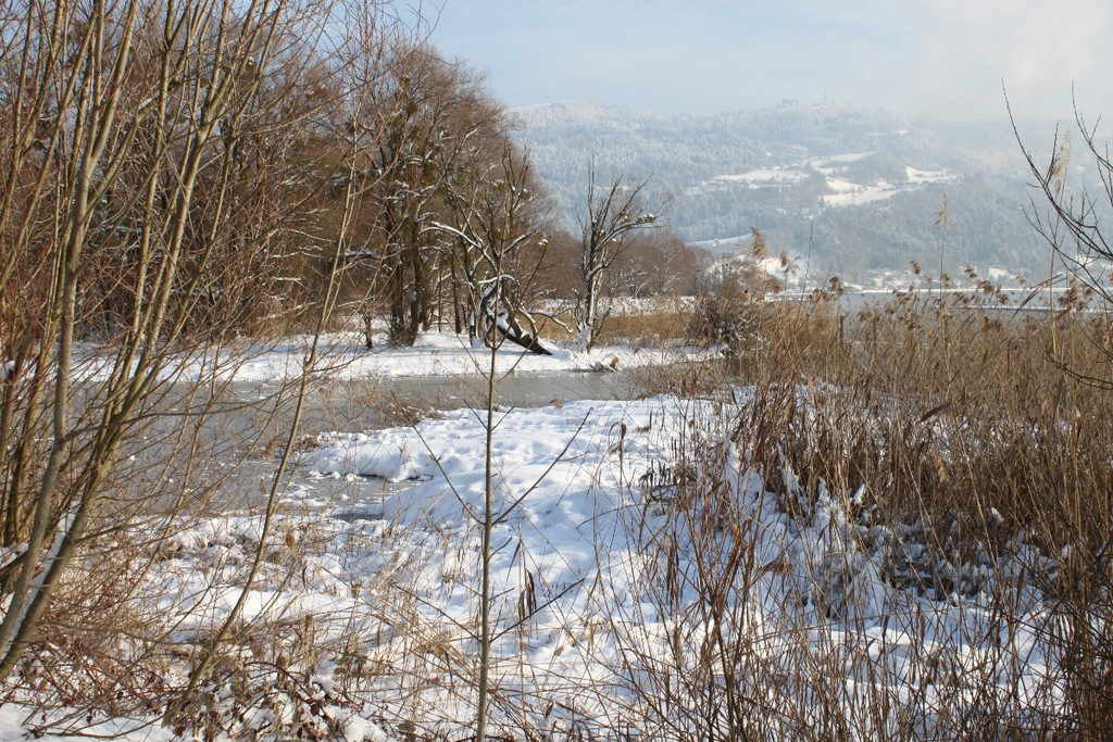 Winterstimmung See Hoerbranz 2013 _3__jpg-1358535395