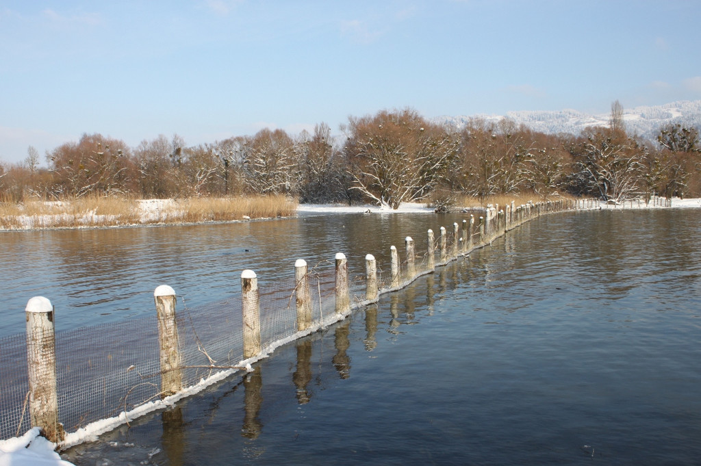 Winterstimmung See Hoerbranz 2013 _1__jpg-1358535382