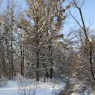Winterstimmung See Hoerbranz 2013 _8__jpg-1358535427