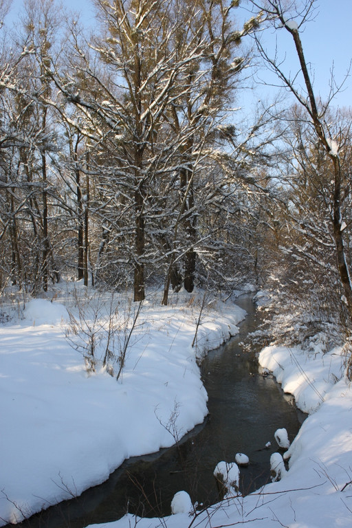 Winterstimmung See Hoerbranz 2013 _8__jpg-1358535427