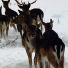 20012013winterzeitat02009aktivnews63.JPG