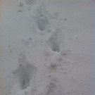 schnee_petra.jpg