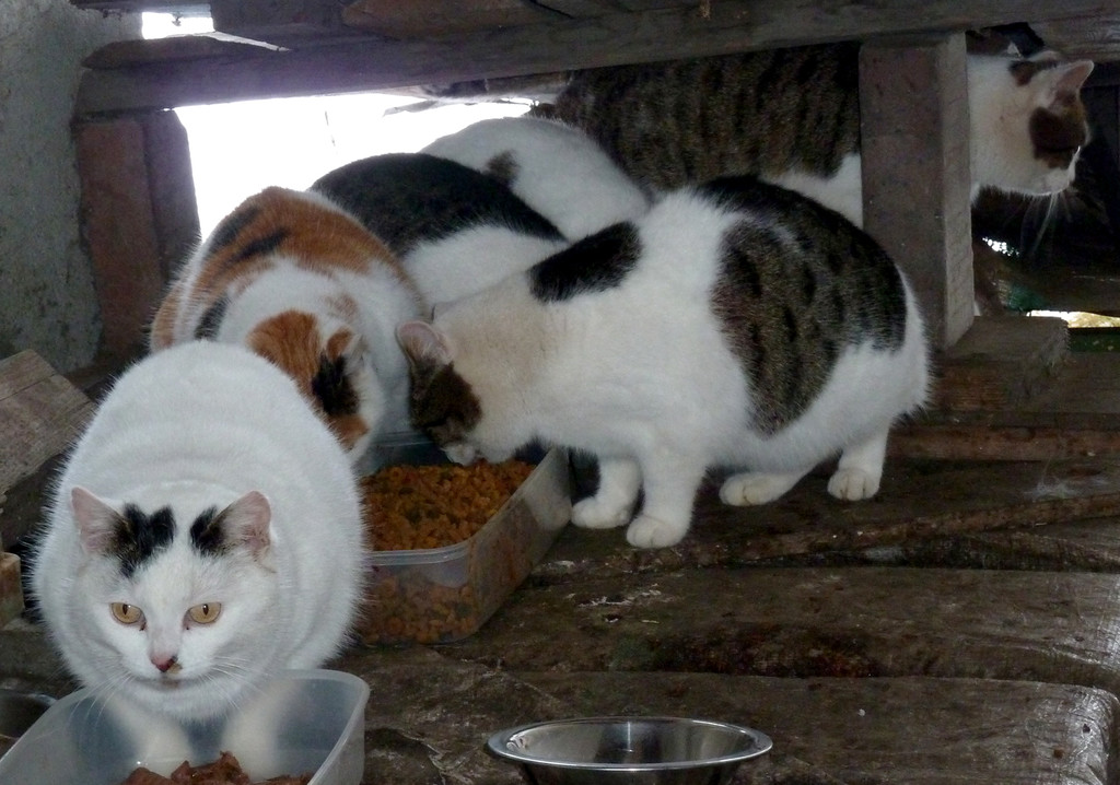 Foto1.jpg