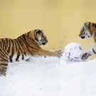 Tiger im Tiergarten Schönbrunn spielen Fußball im Schnee