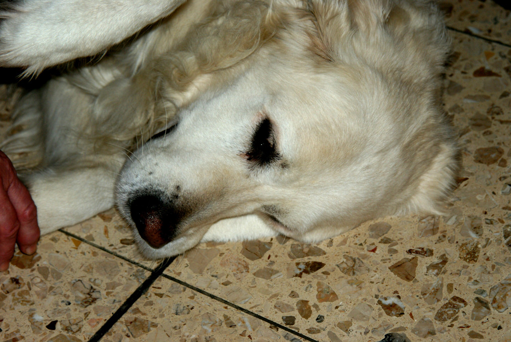 DSC08040_JPG-1358889725
