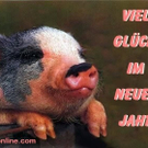 Schweindel 041.jpg