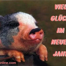 Schwein