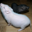 Schwein