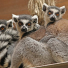 ZooSBG_Katta_kuscheln.jpg
