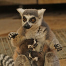 ZooSBG_Katta_Zwilling.jpg