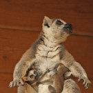 ZooSBG_Nachwuchs_Katta1.jpg