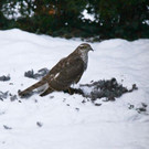 normal_26012013fmt_winterimpressionen_mw-1.jpg